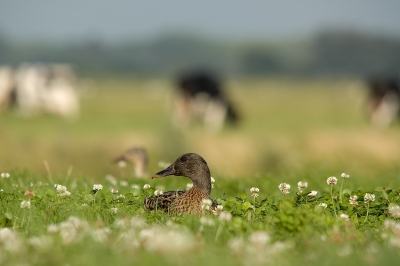 Na het eten ben ik nog even, ondanks de harde wind, de polder in gefietst. En dan moet je wel met een landelijk plaatje thuiskomen.