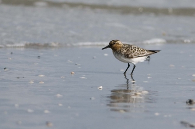 Ja, hoera, we zagen ze weer, en nog in een mooi kleed ook!!!.... in Scheveningen ook?????