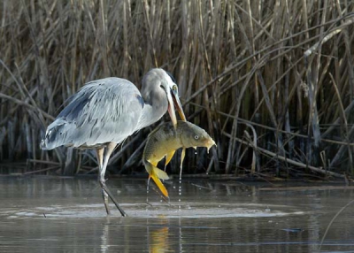 <i class='fa fa-user'></i> BartVan | Amerikaanse Blauwe Reiger  <i class='fa fa-eye'> 1418</i>  <i class='fa fa-thumbs-up'> 6</i>   <i class='fa fa-comment-o'> 0</i>