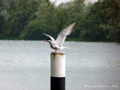 De visdief landde, samen met een andere visdief en een kokmeeuw, geregeld op hetzelfde paaltje. Daardoor was het gemakkelijker de foto te nemen, en dus ook een goede timing te bewerkstelligen. Daaruit is deze foto gekomen.