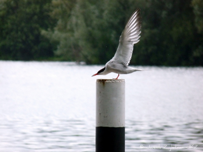 Deze visdief bleef nog langer zitten, en kwam vaker terug gedurende de tijd dat ik voor het paaltje verbleef. Steeds makkelijker verging het me om dit soort foto's te maken. Totdat zo'n foto gemaakt is, waarin de visdief uit alle kracht zijn roep ten gehore brengt.