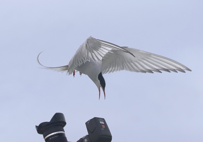 De noordse stern is een stuk feller dan het visdiefje.
Deze fotograaf lag flink onder vuur, en als ik de positie zo bekijk heeft hij hem niet op de plaat gezet.