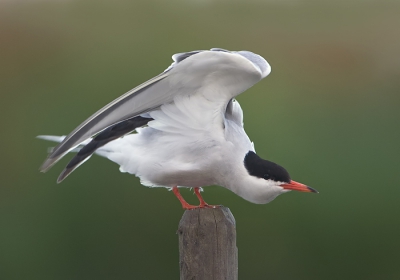 Het broedseizoen zit er op voor de visdiefjes.
Deze heeft met succes twee jongen groot gebracht op een van de kunstvlotjes.
Bij het naderen van een jong nemen ze soms de gekste houdingen aan.