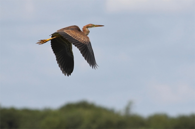 Gespot ten noorden van het spoor over de Oostvaardersplassen