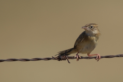 Klein vogelbeest, prachtig roze poten, mooie lange snavel en dito staart, volslank, momenteel verblijvende in Extremadura, zoekt NAAM