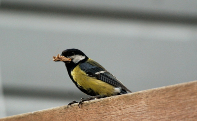 Op de schutting zit het mannetje te wachten tot zijn partner naar buiten komt, zodat hij zijn jongen te eten kan geven.  Deze foto is genomen met een 300mm F4.