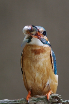 Onlangs een foto van de ijsvogel geplaatst. Hierbij nog een die nu min of meer in mijn richting kijkt.