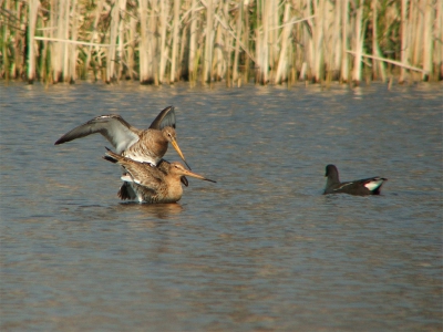 Hoentje denkt: bah, in 't openbaar! Bah!
Fuji S5500 + raynox 2.2 in hand.
ISO 100 1/1000 sec.