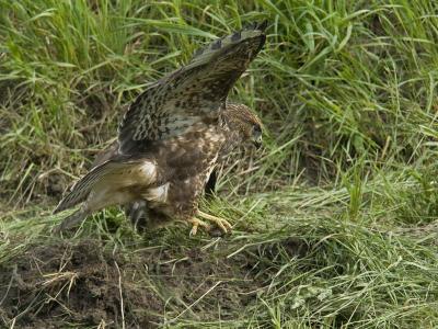 Het jong was hier aan het oefenen in het jagen. Hiervoor gebruikte hij kluiten aarde.