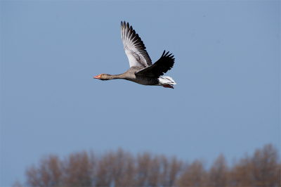 Flying high.... Nou niet weer beginnem over die achtergrond.. Dat is expreszo... diepte.....;-)
7D 170-500