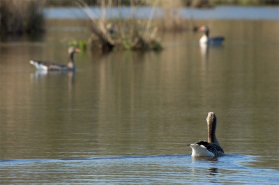 Menage a trois..
7D 170-500
