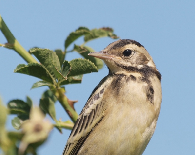 This a juvenile feldegg bird (feldegg is the most common breeding subspecies in Romania).