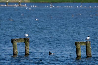 Kuifje in meeuwenland...
7D 170-500