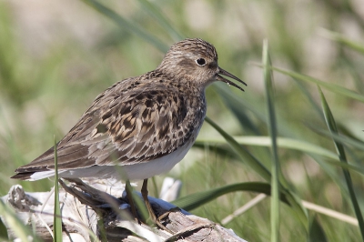 Delta of river Tana, Varangerfjord, Norway, this stint was singing near at the car...
