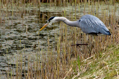 Uiterst bedachtzaam gaat deze jager op zijn doel af.
De reiger was in volle concentratie, daardoor kon ik rustig wat dichterbij komen om deze foto te schieten.
