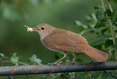 A common species in Romania. This one had it's nest in a hedge in a park in Bucharest.