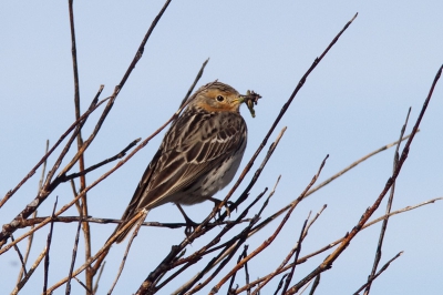 Vads, Varangerfjord, Norway, in the morning light. One breeding pipit observed me.