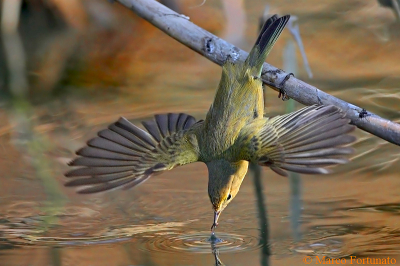 Picture taken in Italy in January 2009. The Lui Piccolo (Italian Name) was capturing insects in the water.