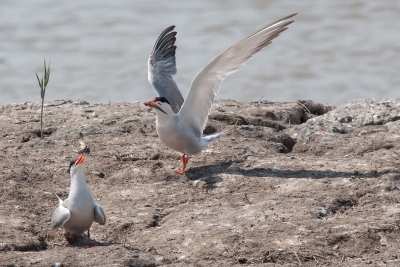 Vanuit een kijkhut in de Camargue en zag ik dit schouwspel.
Dit visdiefje biedt een visje aan in ruil voor de liefde. Hij legt het visje voor haar neer op de grond.Maar het vrouwje wijst hem af en vervolgens gaat een kokmeeuw er met de buit vandoor.Ik vond het een geweldig moment.