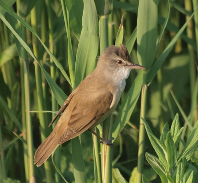 A really tame bird. This photo was taken with my "old" 70-300 mm lens a very versatile gear but not so sharp like the 50-200 SWD.