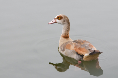 Op deze bewolkt geworden middag vanuit een vogelkijkhut deze nijlgans op de foto kunnen zetten. met een bijna perfecte weerspiegeling doordat er nauwelijks beweging in het water is. Hij kwam zo dichtbij dat ik behoorlijk terug moest zomen om hem geheel op de foto te krijgen.