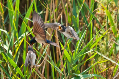 Op vakantie in de Camargue aan het paardrijden, keek rechts van mij in een rietkraag en zag daar jonge boerenzwaluwtjes zitten.Dus na het paardrijden er na toe en dit is het resultaat.