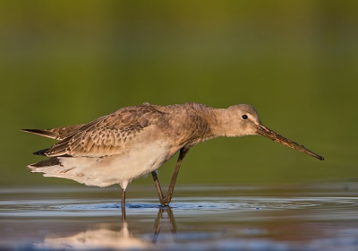 Er staan alleen nog jonge grutto's op de plas, wel zo'n veertig stuks.
De meeste oude vogels zijn alweer in hun overwinterings gebied aangekomen.