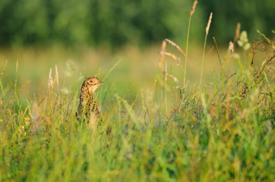 's ochtends al op tijd weer een rondje door de Moer gemaakt. Er vloog een koppel van 3 patrijzen vanaf de weg  op voor mijn auto. Deze patrijs keek daarna nog even door het gras of de kust al weer veilig was.