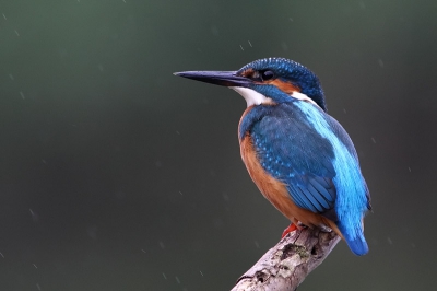 Helaas kom ik nog heel weinig aan fotograferen toe, dus mijn eerste inzending voor Birdpix is een oudje. De regen voegt voor mij echt wat toe aan een foto die verder natuurlijk nogal standaard is.