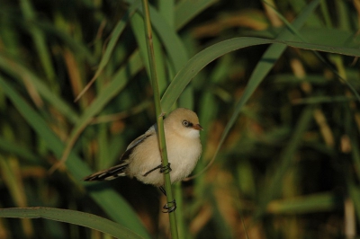 deze foto is gamaakt in het zwanenwater. bij een klijn vijfertje met veel riet er om heen. hier kwamen heel veel vogels te drinken waaronder deze jonge baardmannetjes. de foto is gemaakt met een nikon d70s en een 300mm f4