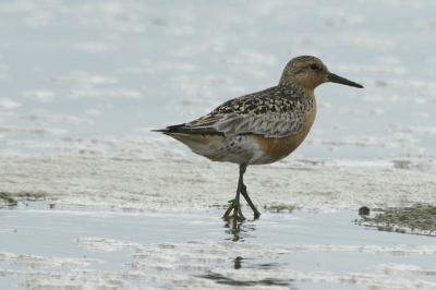 wandelde langs het wad toen ik deze zag staan kon er vrij dicht bij komen.