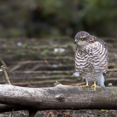 Deze kon ik deze morgend platen terwijl ik eigenlijk ging voor een ijsvogel...
Helaas was ik blijkbaar al te laat daar(6u!!)want er was op het eiland dat ong op een m of 15 ligt al een vogel geplukt.Deze sperwer kwam effe kijken of er nog een maal voor hem was maar helaas alles was al weg.Ik was er heel blij mee want deze kom je niet alle dagen tegen, en het was voor mij ook men eerste roofvogel die ik eens fantsoenlijk kon vast leggen.Valt ie te smaken?Bedankt voor het kijken.
Grtz
