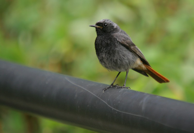 gisteren terug van vakantie . twee leuke weken gehad. had niet verwacht dat ik veel ging schieten voor bp. maar heb juist veel voor birdpix geschoten  vooral  de zwarte Roodstaart  , hier eerst een serie van drie vader, moeder en nog een jonge zwarte roodstaart  , hier eerst vader