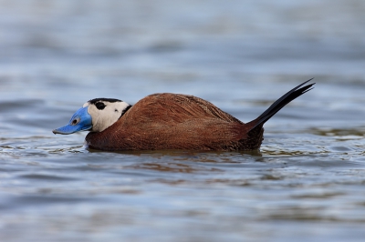 A male adult bird approaching me at the central Spain wetlands of La Mancha last spring.