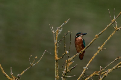 eindelijk weer eens een ijsvogel voor het glaswerk, helaas werden een aantal mensen zo opgewonden dat het moment van korte duur was