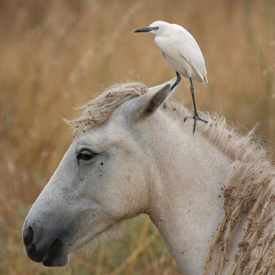 Een veel geziene combinatie in de Camargue. Aanvankelijk dacht ik met een kleine zilverreiger te maken te hebben, maar daarvoor is de snavel te grof en ontbreken de gele tenen. Het is waarschijnlijk een juveniele koereiger (zwarte snavel), maar shoot me if Im wrong. Prachtig om te zien hoe deze vogels paarden en koeien gebruiken voor de jacht op insecten en ander klein gespuis. Vond het best nog lastig om een dergelijk (dubbel)portret te maken; de reigers vliegen op en neer van dier naar de grond en de paarden liepen uiteraard voornamelijk met hun hoofd naar beneden te grazen. Op deze foto viel alles even op zn plek. Ben benieuwd of de foto jullie aanspreekt.