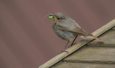 hier nog een foto van de zwarte roodstaart , hier het vrouwtje met eten voor haar jong