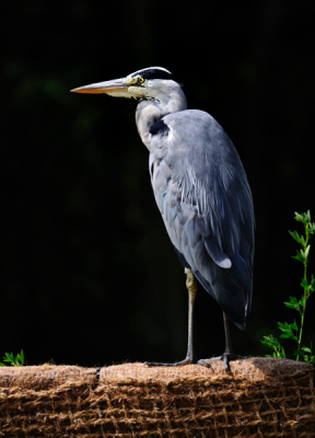 Zaterdag was ik op weg om mijn vriendin in Goes op te halen daarbij reed ik over een rotonde. Langs deze rotonde stond een muur van kokos hierop zag ik een blauwe reiger. 
Niet denken gewoon doen, dus de auto op de middenberm van de rotonde geparkeerd en daar deze plaat kunnen schieten. Even later was de reiger hem weer gevlogen door passerende fietsers.

Ik heb maar niet op de blikken van voorbijgangers gelet...