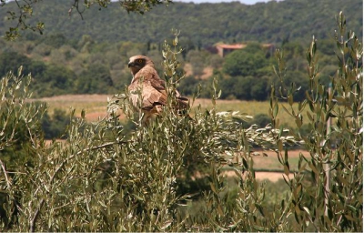 Deze foto gemaakt vanuit de auto. In de heuvels van Toscane.