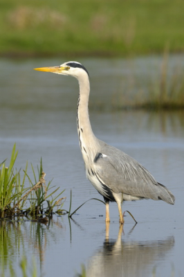 Ik volg de reigers al een tijdje in het gebied en hij begint me steeds vaker te negeren en komt best dichtbij waardoor dit soort platen mogelijk worden.