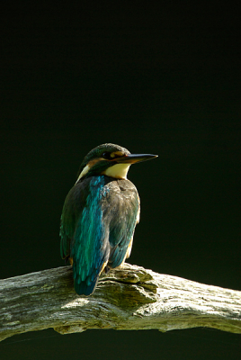 vandaag een dag besteed aan de ijsvogel.
moeilijke omstandigheden met het licht leverde deze plaatjes op.