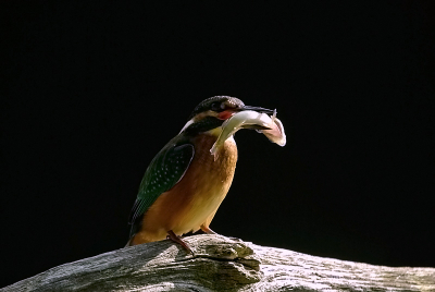 vandaag een dag besteed aan de ijsvogel.
moeilijke omstandigheden met het licht leverde deze plaatjes op.