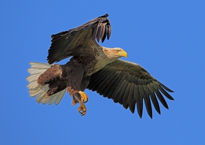 Mijn eerste vogelreis naar Oost-Duisland op advies van Han Bouwmeester,het was een onvergetelijke ervaring en ik ga er van de winter er nog een keer graag naartoe