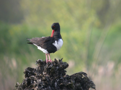 Mijn 2de digiscoop foto op birdpix nog niet perfect maar wel met veel plezier gemaakt.