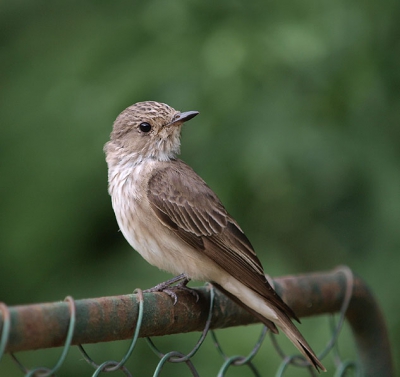 This the most common flycather species in Romania. I took this pic in a park in Bucharest.