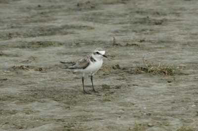 deze vogel had nog 4 jongen van een paar dagen oud,bleef steets in de buurt.