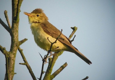 <i class='fa fa-user'></i> Wietze Janse | Orpheusspotvogel  <i class='fa fa-eye'> 688</i>  <i class='fa fa-thumbs-up'> 2</i>   <i class='fa fa-comment-o'> 0</i>