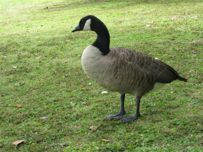 In recreatiedomein de Brielmeersen vind je vogels in kooien maar ook wilde vogels aan de vijver. We hebben geluk gehad om ze zeer dicht te kunnen benaderen. Deze Gans leefde bij een troep Brandganzen.
