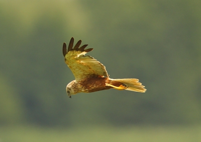 Deze kiekendief was aan het jagen in de avond boven de rietkragen van het Dronter meer.