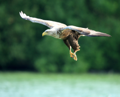 tijdens een vaartocht s'morgens vroeg op de meren van Feldberg, kwam deze zeearend van uit zijn nest in een hoge boom  op een eilandje in het meer ,aanvliegen op zoek naar prooi
